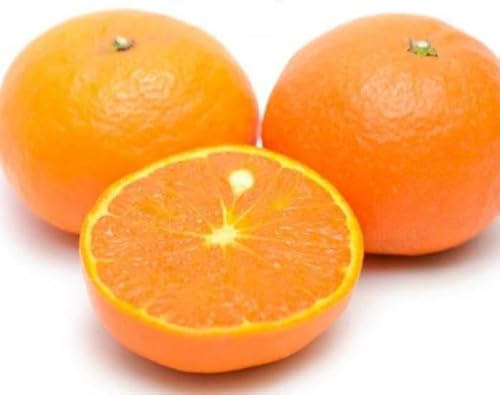 [先行予約]和歌山県産なつみ約5kg(S〜2Lサイズおまかせ)[TM147]