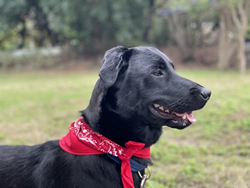 Raylarnia Bandana Multi-Purpose 100% Cotton Headbands For Women, 22 Inch Paisley Cowboy Bandanas For Men #TOP2