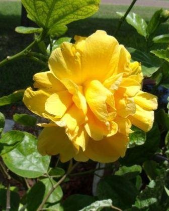 Guruji Plantation Hibiscus Plant Yellow Color Flower Healthy Natural with Plastic Pot (B08Y7JPDMG) Amazon Price History, Amazon Price Tracker