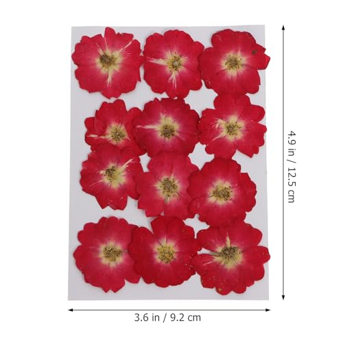 12 unidades Flores naturales secas prensadas para manualidades miniatura 2