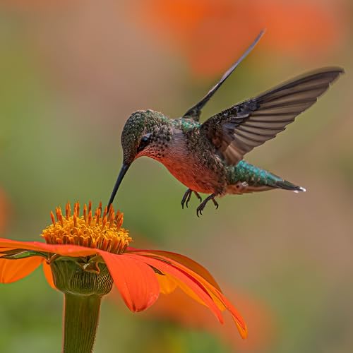 The Day of the Hummingbird!