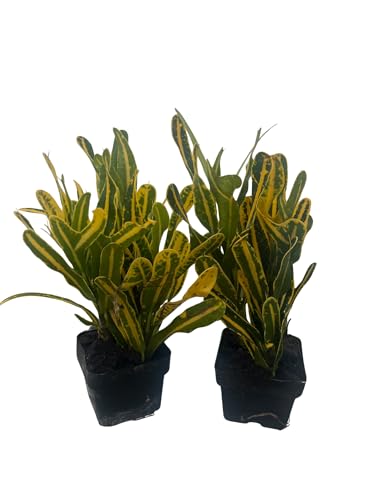 Banana Croton - 2 Pack 3" Pots - Colorful House