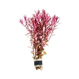 SubstrateSource Live Aquarium Stem Plants - Freshwater Aquatic Plant for Fish Tanks, Aquascaping - (Rotala Narrow Leaf Sp. Red, 1 Bunch)