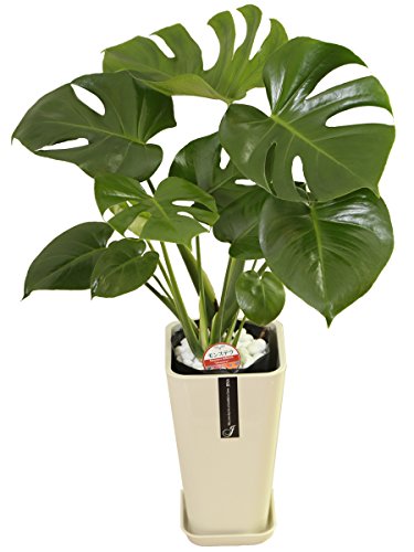 _ ϗtA Xe fVI[T { 6  J[|bg Y_ t CeA A JXj zj Mtg ̓ ̓ hV̓ v[g 蕨  Ε  Əj w wj ItBX