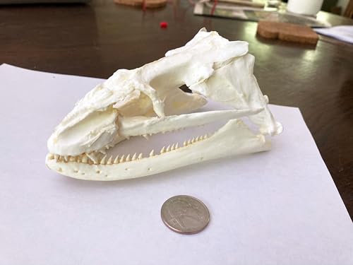 Image of Moray EEL Skull Replica - Lycodontis funebris - 5.7 inch Realistic Model for Marine Biology and Ocean Life Enthusiasts