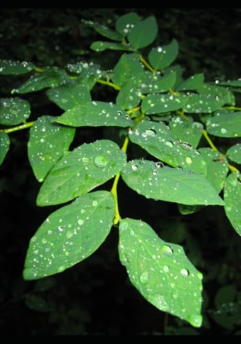 The story of the plants ☘️: Photography