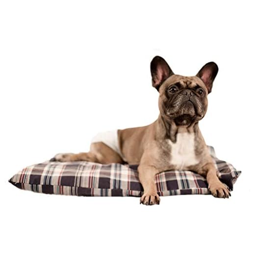 Materassino Mammut Dolce Comfort 60x55-Made in Italy Anche per Cani con Difficoltà Motorie-2 Federe-Antiscivolo-Impermeabile-Cuscino Innovativo