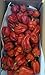 Zozoma Fresh Red Habanero Chili Peppers 2lb Hot and spicy with vitamin C and potassium
