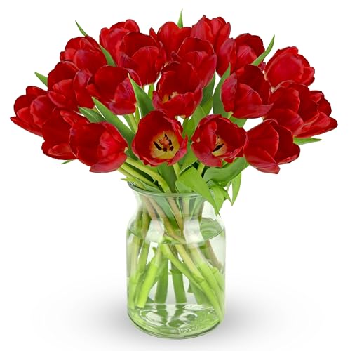 Image of Benchmark Bouquets - 20 Stem Red Tulips (Glass Vase Included) - Fresh Flowers for Next Day Delivery - Gift for Christmas, Birthday, Anniversary, Sympathy, Get Well, Congratulations
