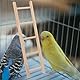 BESPORTBLE Papageientreppe Spielzeug Vogelkäfig Papagei Holzleiter Kreative Papageienleiter Vogel-hängeleiter Vogelleitern Papagei Hängeleiter Vogelkletterleiter Bissfeste Vogelleiter Hölzern
