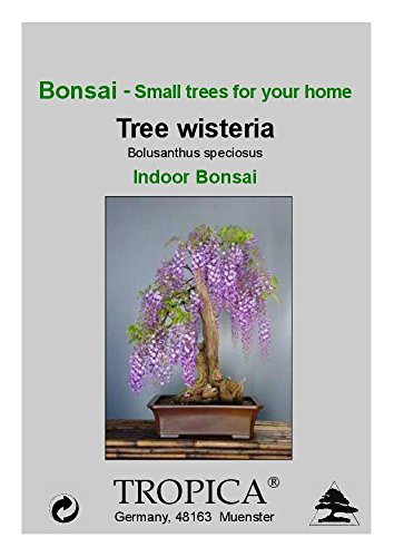 e-bonsai shop Weeping Fig Bonsai