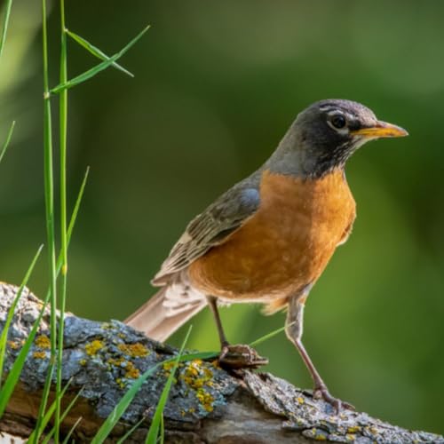 The Joy of Robins with J. Drew Lanham