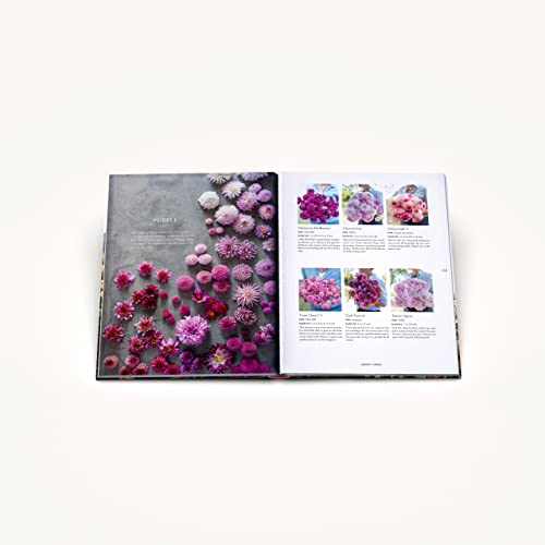 Floret Farm's Discovering Dahlias: A Guide to Growing and Arranging Magnificent Blooms (Floret Farms x Chronicle Books) - Image 17