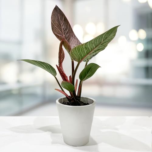 tBfh sNo[L 4 ϗtA   sNt CeAɉf ȑTCY hananico