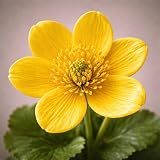 Marsh Marigold, 1-Gallon Pot