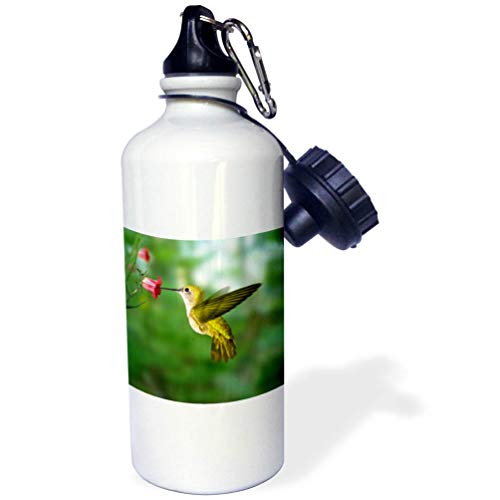 3dRose Hummingbird-Sports Botella de agua, 21oz (wb_4143_1), aluminio, color blanco