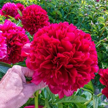 Gardener Bhabi Imported Flower Bulbs Collections - Pack of 5 Bulbs (Peony Red) (B0CHQYRDP3) Amazon Price History, Amazon Price Tracker