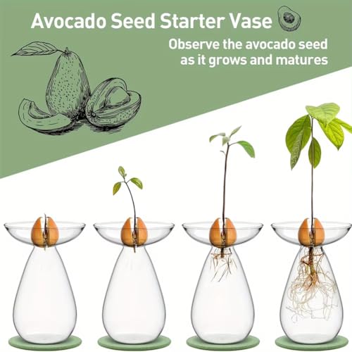 Jarrón de aguacate hidropónico de vidrio transparente para plantas 3