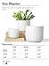 LE TAUCI Fluted Ceramic Planters, 8.3/7/6 Inch Indoor Pots for Plants with Drainage Holes & Mesh, Modern Matte Glaze Cylinder Plant Pot for Snake Plant, Set of 3, White