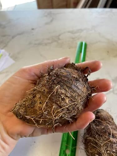 2 Upright Elephant Ear Bulbs- Nice Bulbs! #TOP2