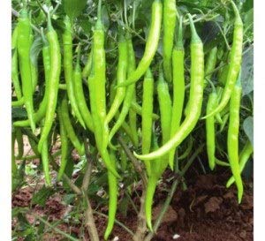 Pinkdose Chilli CRYPTON - 10 Seeds (AVG 50-100) Seeds 9