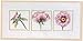 Produktbild DMC embroidery kit "Peony Trio Close-Up" BK-873 (japan import)