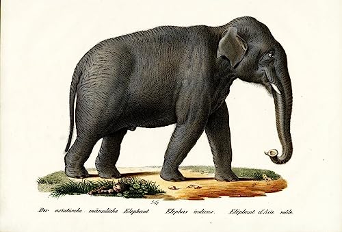 Affiche toile animal indien portrait pour décoration murale 60x90cm