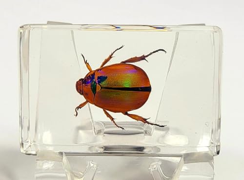 Image of 44mm Real Shiny Christmas Beetle in Crystal Clear Lucite Resin Specimen Preserved Animal Insect Bug Taxidermy Collection for Biology Science Education & Desk Ornament Display