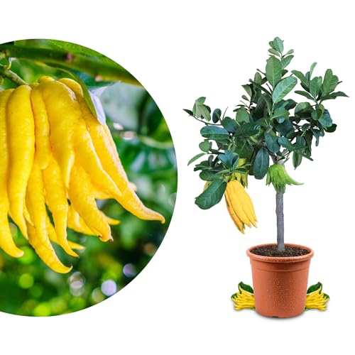 Meine Orangerie Buddhas Hand Zitrone Mezzo - echter Citrusbaum - 60 bis 80 cm - veredelte Citruspflanze - Citrus Medica Digitata - Hand of Buddha - Fruchtreife Zitronen Pflanze in Gärtnerqualität