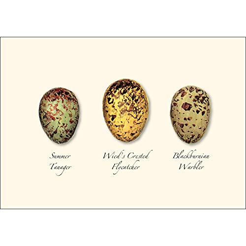Image of Earth Sky + Water - Bird Egg Assortment II Notecard Set - 8 Blank Cards with Envelopes (4 each of 2 styles)