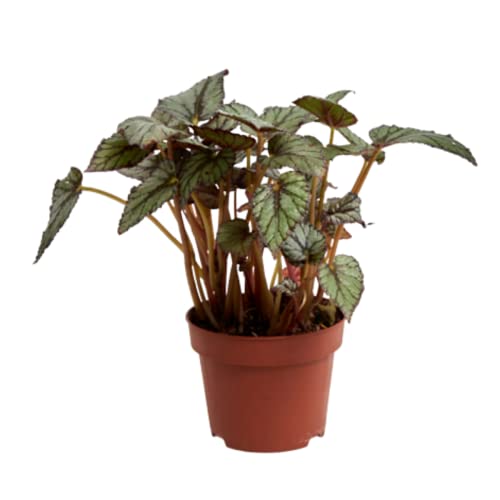 Verdecora Begonia Rex | Planta de los mil colores | Planta natural de interior en maceta de Ø13cm (Tonos Blancos) (altura total aproximada 20-25cm)