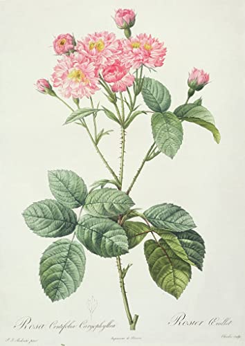 Peinture Abstraite Rosa Centifolia par Pierre Redouté Poster 60x90cm