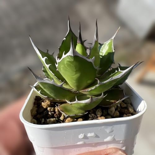 観葉植物 アガベ ホリダ」の人気商品一覧 | 安い商品を通販サイトから