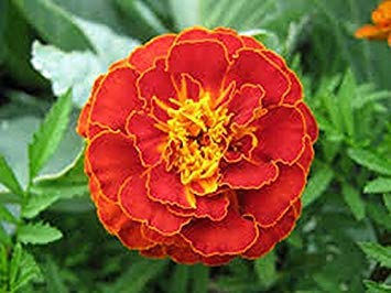 Caléndula Tagetes Patula- Red-50 Semillas de Bogo 50% de Venta