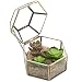MyGift Faceted Hexagonal Clear Glass & Brass-Tone Metal Hinged Top Lid Terrarium Box/Tabletop Display Case