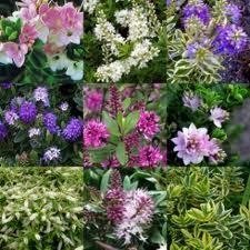 Pack x12 Hebes 'Mixed Varieties' Garden Plug Plants Special Deal !