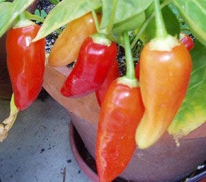 Golden Hills Farm Hot Chilli Pepper Aji Crystal Pepper Seeds Pack 100 seeds