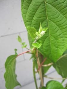 Baumschule Pflanzenvielfalt Duft-Kiwi Matatabi (männlich)