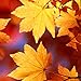 Three Rooker Autumn Leaves Tie Mens Fall Neckties