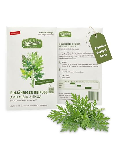 SAATGUT DILLMANN Artemisia annua Einjähriger Beifuß Samen Sortenreines Saatgut für bis zu 2 Meter hohe Heilpflanzen regional & naturbelassen