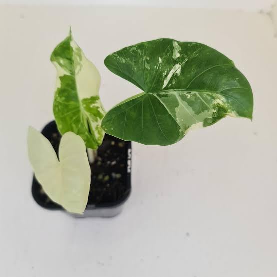 NATURE SENSE Alocasia Macrorrhiza Variegated Air Purifier Rare Indoor Live Plants - 1pc (B0C6285YKC) Amazon Price History, Amazon Price Tracker
