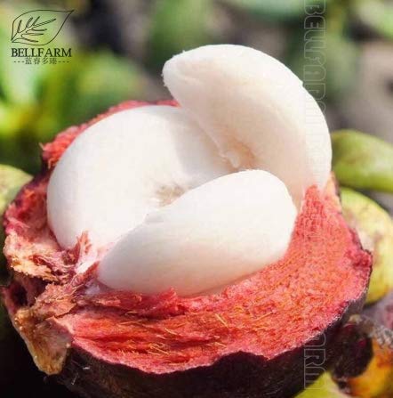 Mangostan Semillas Marca Generic
