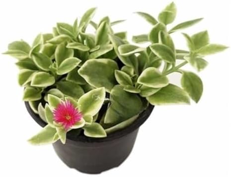 Muda Suculenta Rosinha Do Sol Aptenia Cordifolia Variegata Decora...