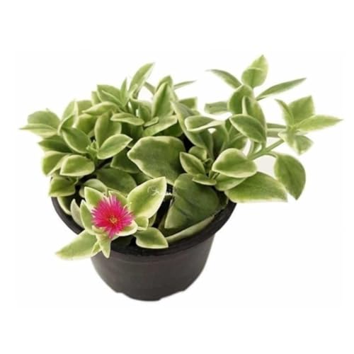 Muda Suculenta Rosinha Do Sol Aptenia Cordifolia Variegata Decora...