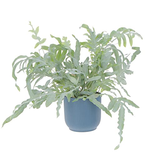 KENTIS - Phlebodium Blue Star - Felce a Zampa di Coniglio - Piante Purifica Aria da Intenro - Pianta Vera da Appartamento - H 32-42 cm Vaso Ø 17 cm