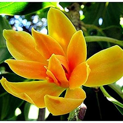 Champa/Magnolia champaca Flower Grafted Live Plant (B0CFL7HNV4) Amazon Price History, Amazon Price Tracker