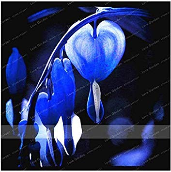 . 10Pcs Bicuculline Dicentra spectabilis Rare Flower Heart Shaped Pouch Novelty Pretty for Home and Garden Plant: 4