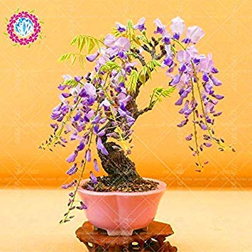 Graines de glycine japonaise Graines de glycine à fleurs rouges rares Graines de bonsaï Mini bonsaï Plante ornementale d'intérieur pour la décoration de la maison Paquet de 500 graines