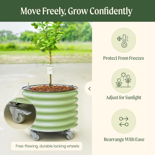 Image of Rolling Citrus Tree Planter Gen 3, Self-Watering 24 inch Wide Round Large Plant Pots for Lemon Trees Tomatoes Flowers, Raised Garden Beds with Wheels for Outdoor Patio Porch, 30 Gallon, Olive Green