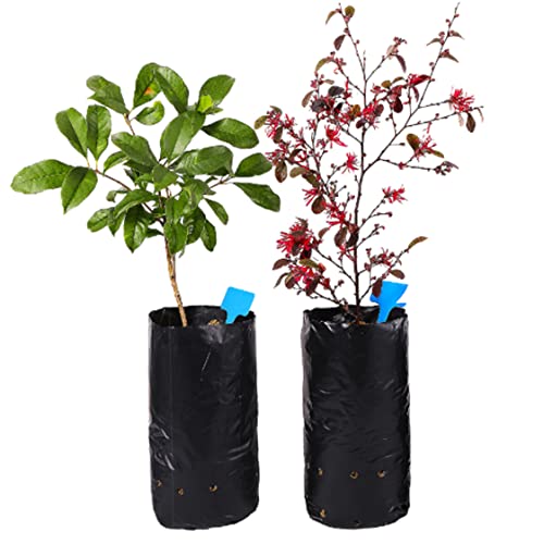Plantación de árboles sin dañar raíces usando bolsa de plántulas flexible de 7 * 15 cm 6